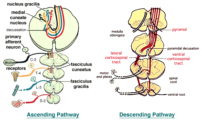 AscendDescendPathOpt